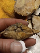 Fossil