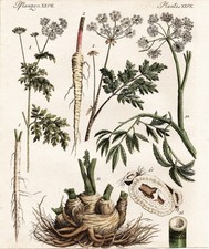 Schierling hemlock ciguë Kräuter Botanik Giftpflanzen Kupferstich Bertuch 1795