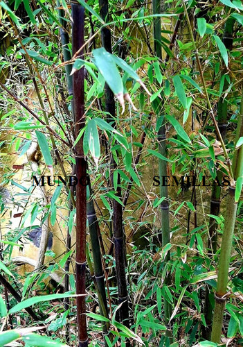Bambus schwarz phyllostachys - bambus,
