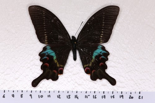 Papilio krishna krishna