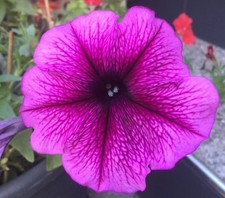 50 Samen Petunien Rosa Petunia hängend Balkon Garten Dauerblüher Blumen Saatgut