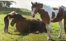 40 Liter Pferdeäpfel Pferdemist Biodünger Rosendünger Naturdünger Blumendünger