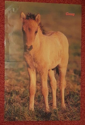 Poster bild pferdeposter - poster,