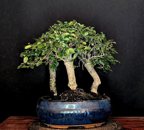 Bonsai chinesische ulme - chinesische, ulmus