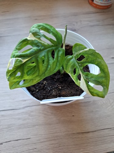 Monstera adansonii albo - monstera,