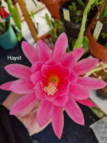 Epicactus hayet - hayet, –