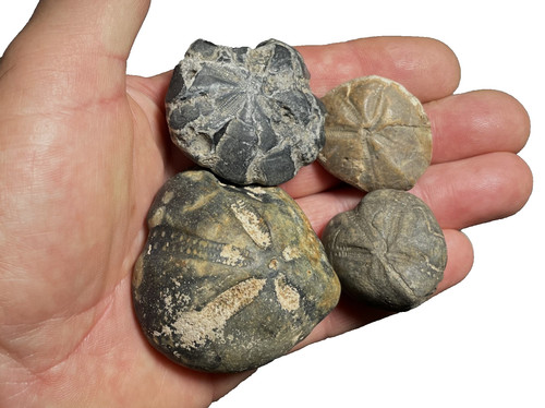 Fossil feuerstein - 4,