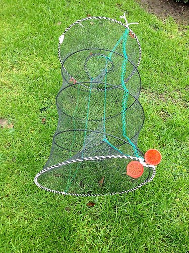 Fish trap eel - fish,