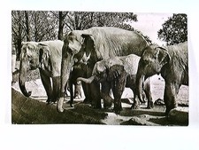 Hamburg-Stellingen, Hagenbeck's Tierpark, Elefanten-Freianlage, AK, gelaufen 196