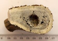 Geweihreste zum Basteln