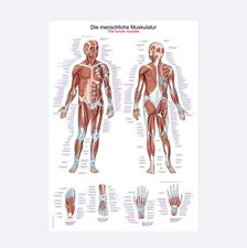 Lehrtafel "Die menschliche