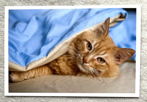 Postkarte katze orange - 1, ak