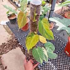 Actual Photo Philodendron