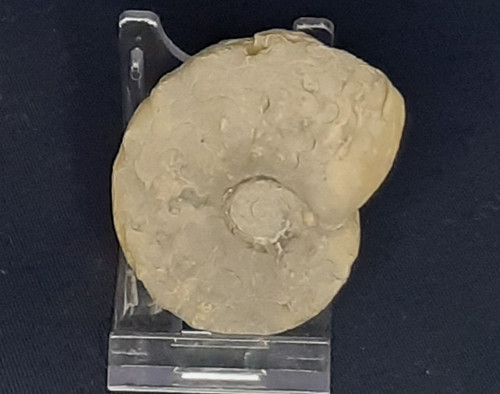 Ammonit ceratites robustus - ammonit,