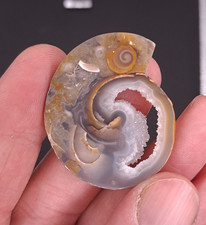 Versteinerte Meeresschnecke, fossile Schnecke, 11,8g, kleine Muscheln