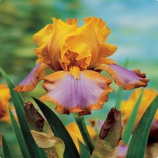 Iris Rhizom Staude Blüten