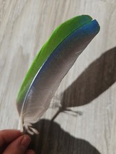 16 cm bunte ??? Vogelfeder Papageienfeder Feder Papagei Edelpapagei 