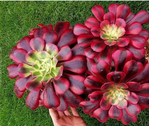 Sale1638 aeonium undulatum - sale1638,