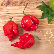 10 Chili Samen - Carolina Reaper - Legendäre Superhot Chili - 1,5 Mio. Scoville!