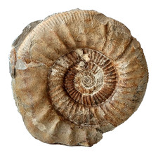 Schöner, großer Ammonites