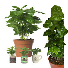 Echte Kaffee Pflanze  Coffea Arabica Kaffeepflanze in Vintage Design Kaffeetasse