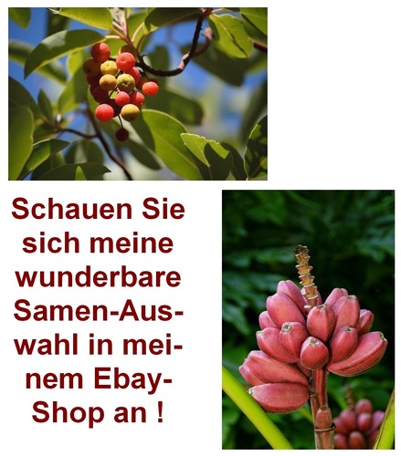 Samen exotische pflanze - samen,