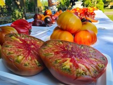 Tomatensamen Seligkeit Blaschenstvo Блаженство Saakova Саакова 