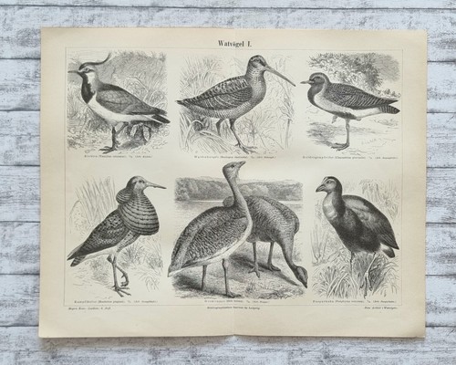 Watvögel kiebitz purpurhuhn - watvögel,
