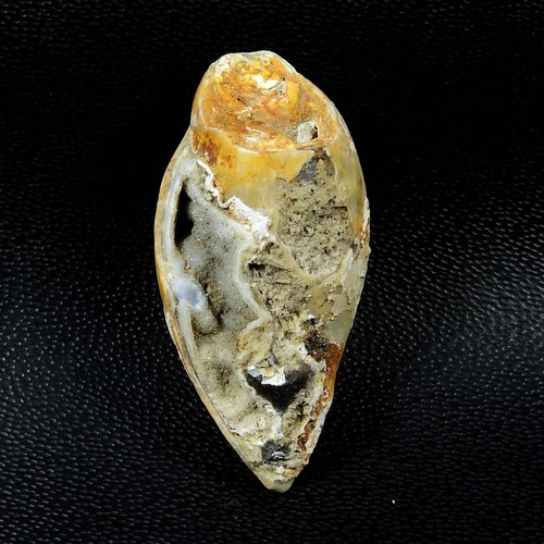 Natürliche schnecke fossil - natürliche,