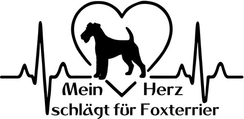 Foxterrier - foxterrier, (drahthaar)