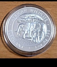 Somalia Elefant African