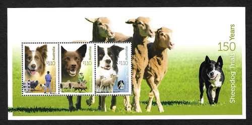 Australien sheepdog trials - sheepdog,