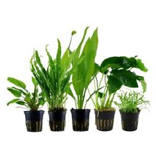 Pflanzen Set mit 5 Einsteiger