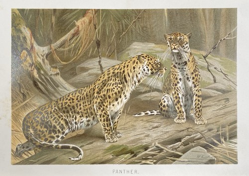 Originalgrafik fauna panther - originalgrafik,