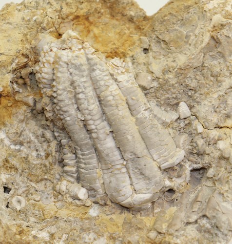 Crinoide encrinus - crinoide,,