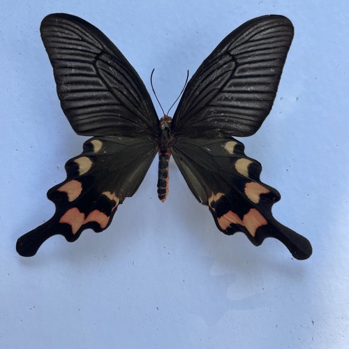 Entomologie*Pachliopta
