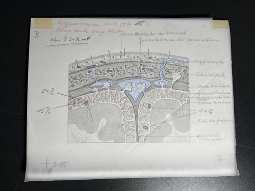 Schema der hirnhäute - schema,