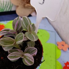 Tradescantia  SWEET SWEETNESS