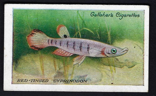 Galaher the zoo aquarium - galaher,