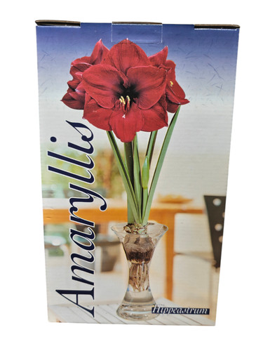 Amaryllis hydrokultur glasvase - hydrokultur,