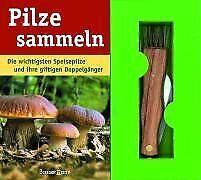 Pilze sammeln: Die wichtigsten
