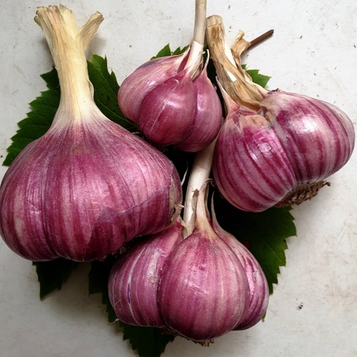 Allium ljubascha ukraine - allium,