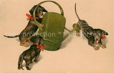 Dackel Dachshund Teckel Hunde dogs Chiens Cani B.Dondorf Nr.310 Spielende Dackel