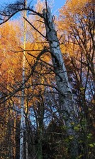 Brennholz Fichte Totholz