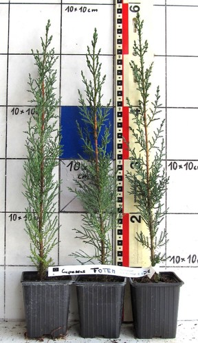 Cupressus semp totem - semp.,