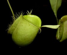 NEPENTHES AMPULLARIA GREEN –