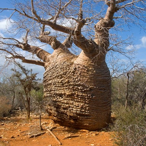 Fony baobab adansonia - fony,