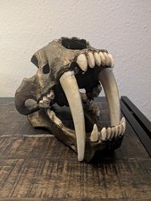 Säbelzahntiger Schädel Repro