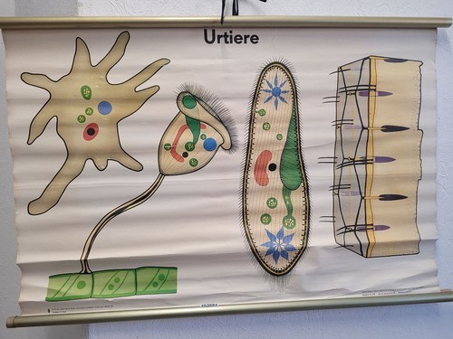 Schulwandkarte ddr urtiere - schulwandkarte,