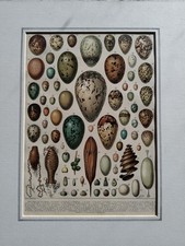 Adolphe Millot Schautafel Eier Original Ca 1900